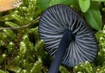 image of mushrooms