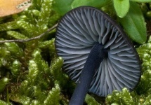 image of entoloma #34