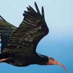 image of bird
