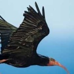 image of northern_bald_ibis #9