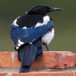image of bird
