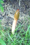 image of stinkhorn