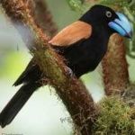 image of bird