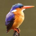image of bird