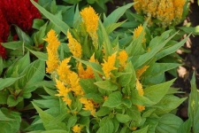 image of flower