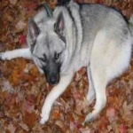image of animal