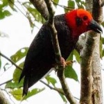 image of bird