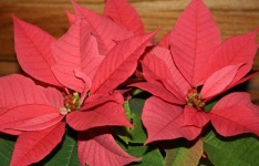 image of poinsettia #9