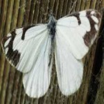 image of animal