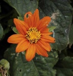 image of flower