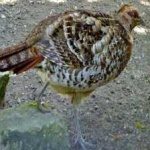 image of bird