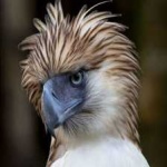 image of bird