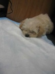 image of toy_poodle