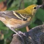 image of bird