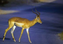 image of impala
