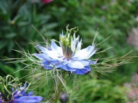 image of flower