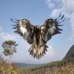 image of bird