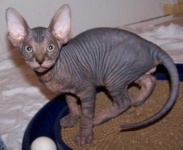 image of sphynx #27