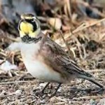image of bird