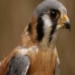 image of bird