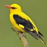 image of bird