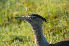 image of bustard
