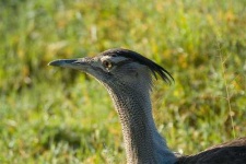 image of bustard #14