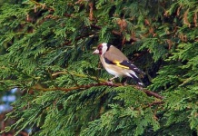 image of goldfinch