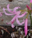 image of flower