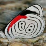 image of animal
