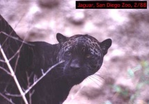 image of jaguar_car
