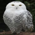 image of bird