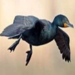 image of bird