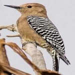 image of bird