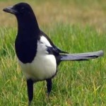 image of bird