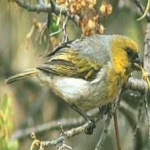 image of bird