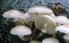 image of hen_of_the_woods