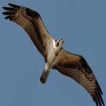 image of bird