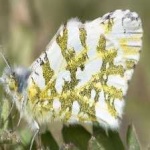 image of animal