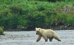image of brown_bear