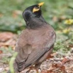 image of bird