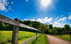 image of sunny