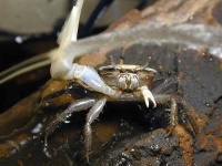image of fiddler_crab