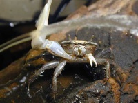 image of fiddler_crab #11