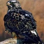 image of bird