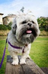 image of lhasa