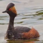 image of bird