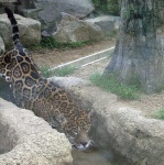 image of jaguar_car