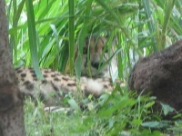 image of cheetah