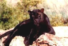 image of jaguar_car